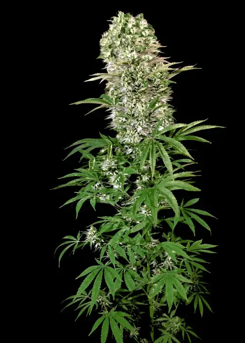 Medical Vip by VIP Seeds, Photoperiod cannabis strain