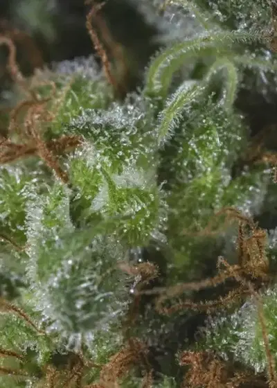 Medicandy by Genofarm, Photoperiod cannabis strain