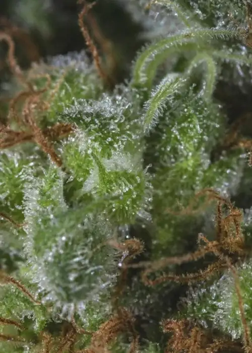 Medicandy by Genofarm, Photoperiod cannabis strain