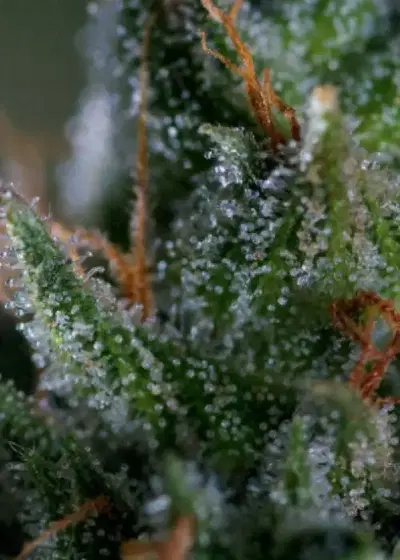 Medicritical by Genofarm, Photoperiod cannabis strain