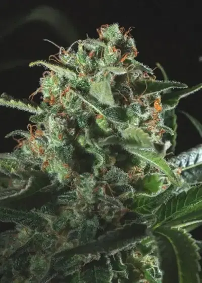 Mediflake by Genofarm, Photoperiod cannabis strain