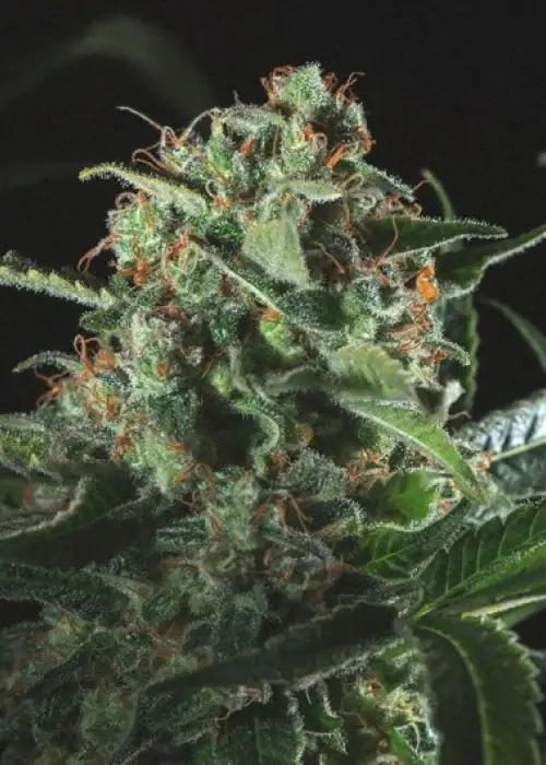 Mediflake by Genofarm, Photoperiod cannabis strain