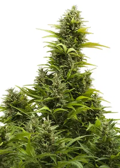 Medikit Auto by Buddha Seeds, Autoflower cannabis strain