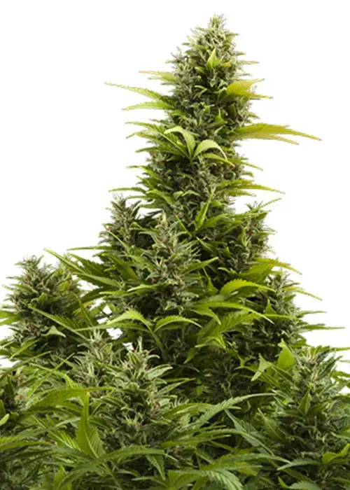 Medikit Auto by Buddha Seeds, Autoflower cannabis strain