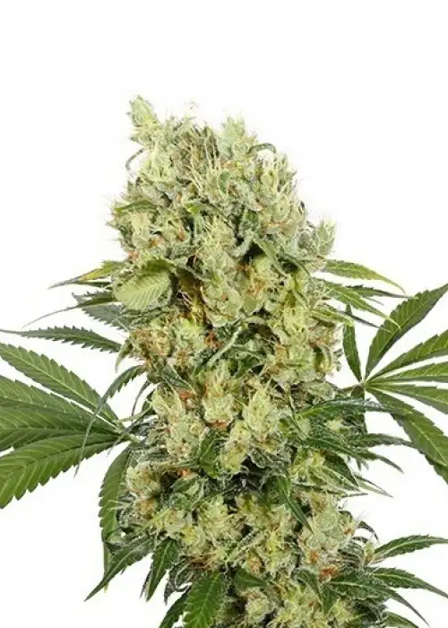 Medikit by Buddha Seeds, Photoperiod cannabis strain