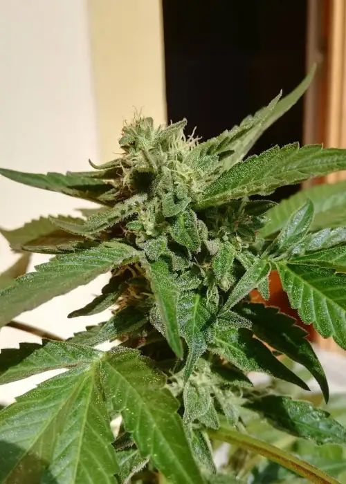 Medizinal CBD by Genehtik, Photoperiod cannabis strain