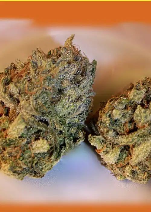 Medusa by Grand Daddy Purp, Photoperiod cannabis strain