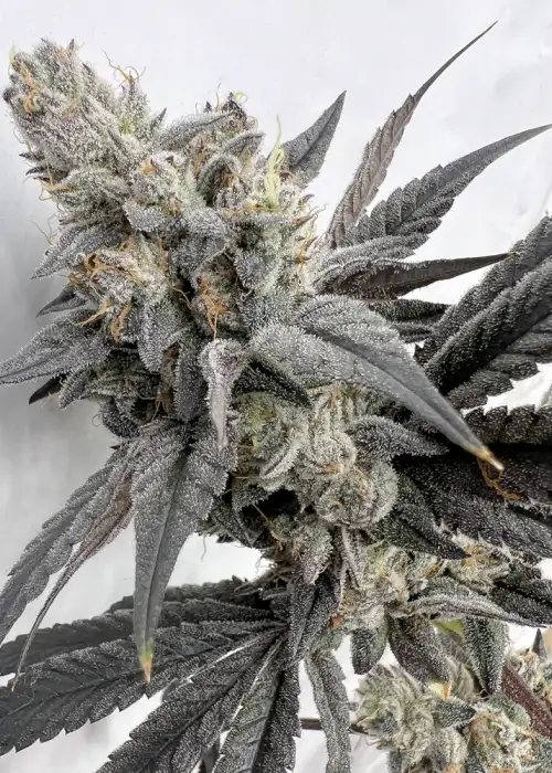 Mega Mind by Solfire Gardens, Photoperiod cannabis strain