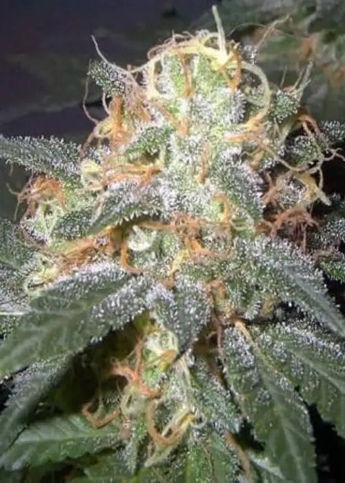 Mega Mouth by Sensible Seeds, Autoflower cannabis strain