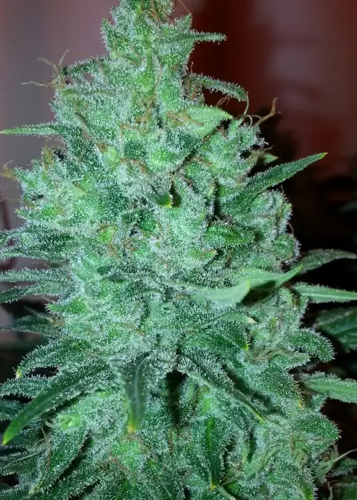 Mega Power Plant by Spliff Seeds, Photoperiod cannabis strain