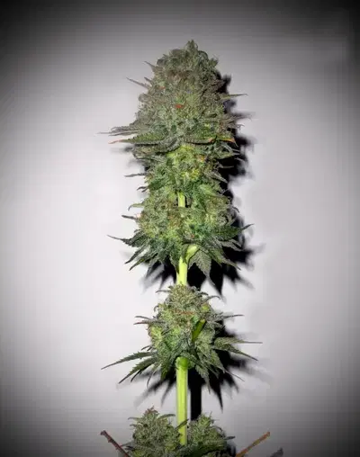 Meganuska by Elite Seeds, Photoperiod cannabis strain