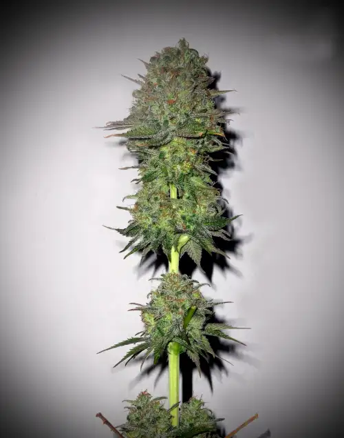 Meganuska by Elite Seeds, Photoperiod cannabis strain