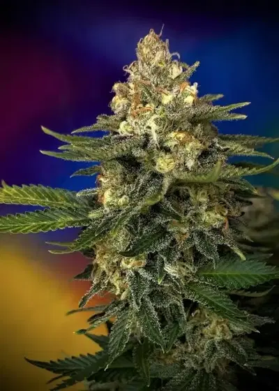 Megaton Mass by Critical Mass Collective, Photoperiod cannabis strain