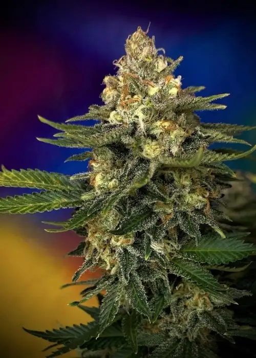 Megaton Mass by Critical Mass Collective, Photoperiod cannabis strain