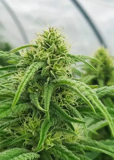 Megaton by Nuka Seeds, Photoperiod cannabis strain