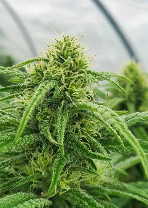 Megaton by Nuka Seeds, Photoperiod cannabis strain