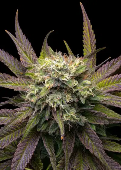 Mela Verde by The Grateful Seeds, Photoperiod cannabis strain