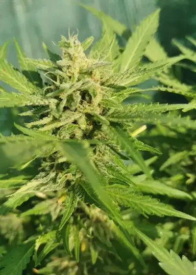 Mellow Ak Auto by Aztech, Autoflower cannabis strain