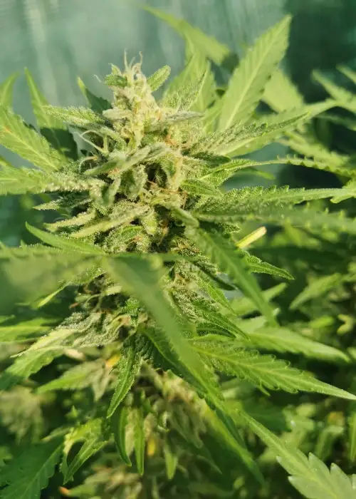 Mellow Ak Auto by Aztech, Autoflower cannabis strain