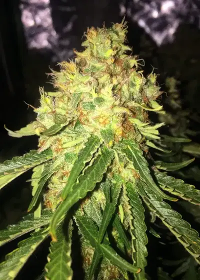 Mellow AK by Aztech, Photoperiod cannabis strain