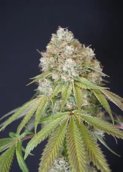 Melo Rado by Karma Genetics, Photoperiod cannabis strain