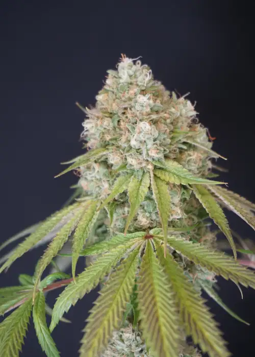 Melo Rado by Karma Genetics, Photoperiod cannabis strain