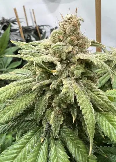 Melon Ball by Clearwater Genetics, Photoperiod cannabis strain