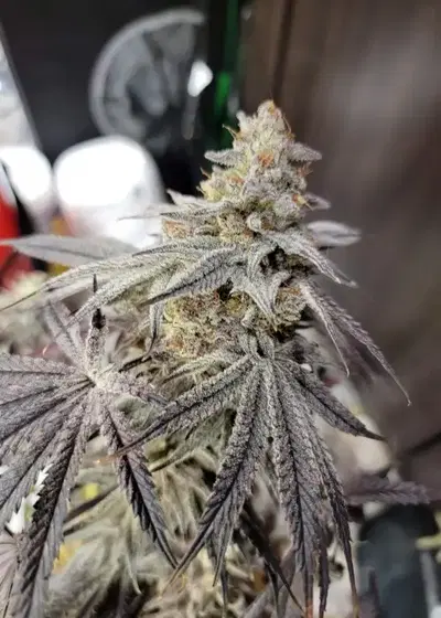 Melon Collie by Clearwater Genetics, Photoperiod cannabis strain