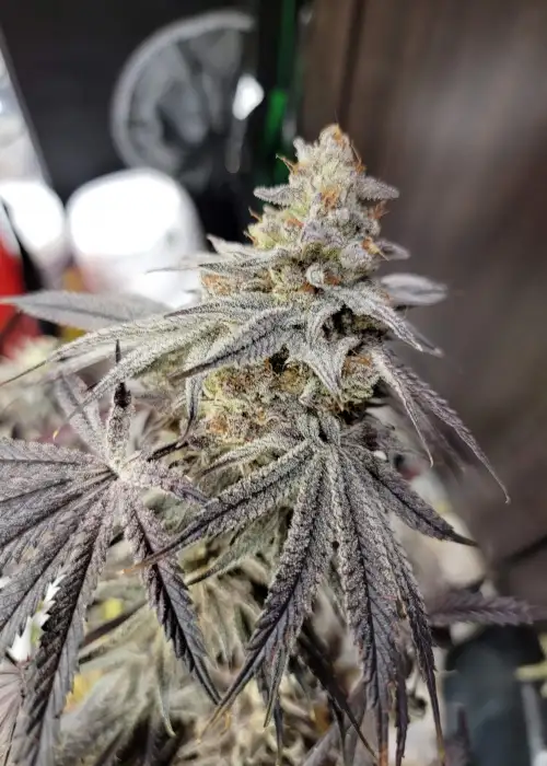Melon Collie by Clearwater Genetics, Photoperiod cannabis strain