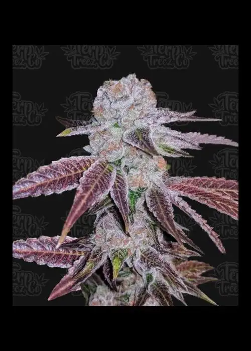 Melon Drip by Terp Treez Co., Photoperiod cannabis strain