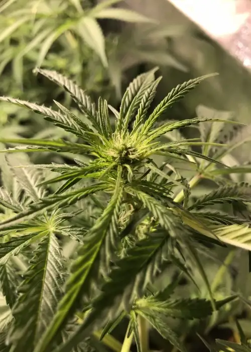 Melon Gum by Dr. Underground, Photoperiod cannabis strain
