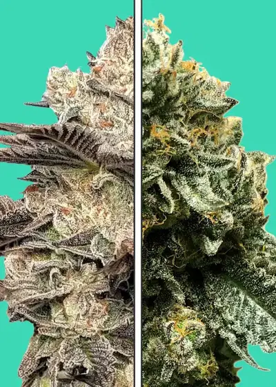Melonade x Gelato 41 by Nupeddler, Photoperiod cannabis strain