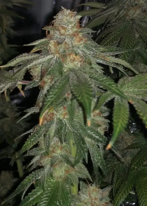 Melonaid Zkittlez by The Plug Seedbank, Photoperiod cannabis strain