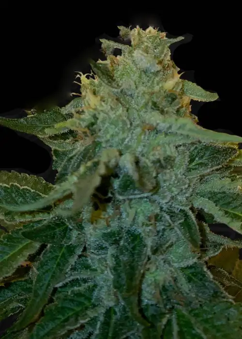 MelonSicle by T.H.Seeds, Photoperiod cannabis strain