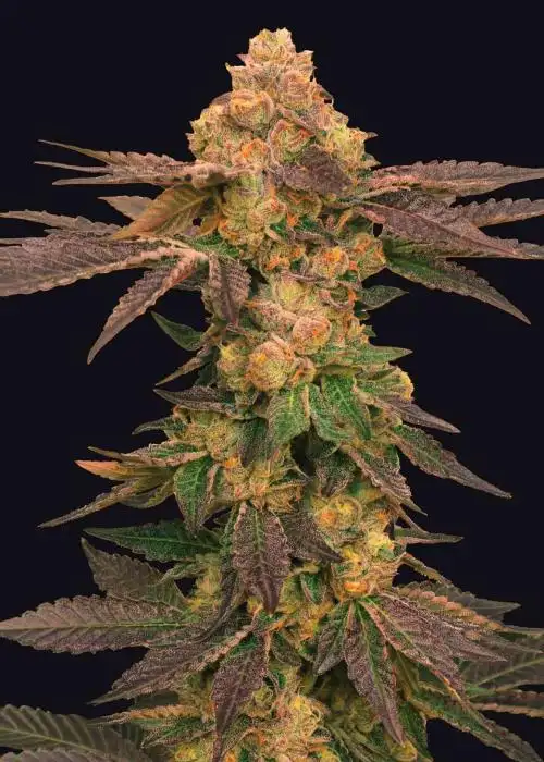 Melted Rainbow by The Grateful Seeds, Photoperiod cannabis strain