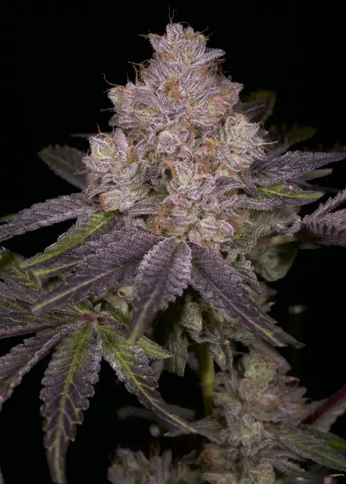Member Berry by ETHOS Genetics, Photoperiod cannabis strain