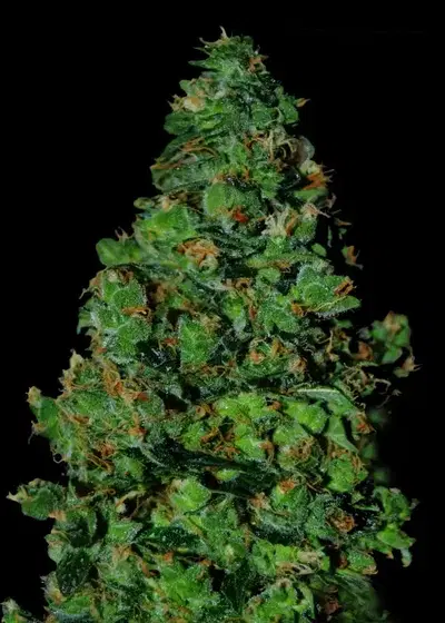 Membrana Hiper Auto by VIP Seeds, Autoflower cannabis strain