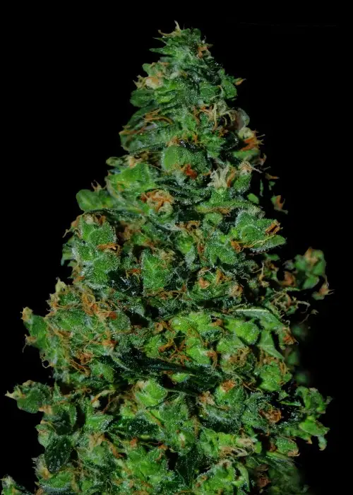 Membrana Hiper Auto by VIP Seeds, Autoflower cannabis strain