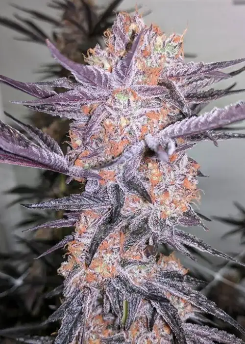 Mendel’s Breath II by Brother Mendel’s Selection, Photoperiod cannabis strain