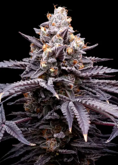 Mendo T by The High Chameleon, Photoperiod cannabis strain