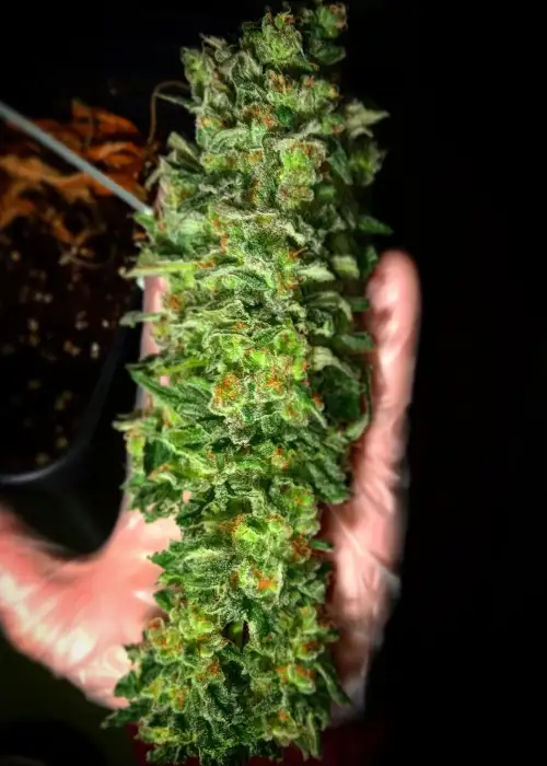 Mendocino Chanel Kush by Medical Seeds, Photoperiod cannabis strain