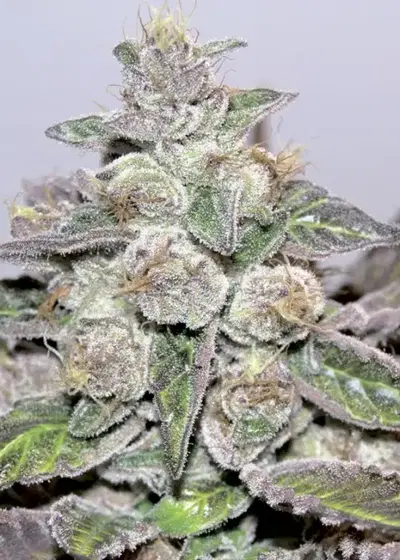 Mendocino Purple Kush by Medical Seeds, Photoperiod cannabis strain