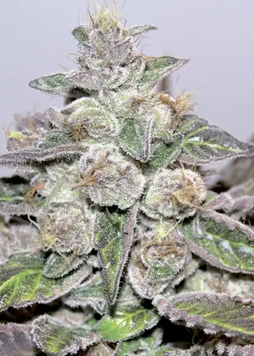 Mendocino Purple Kush by Medical Seeds, Photoperiod cannabis strain
