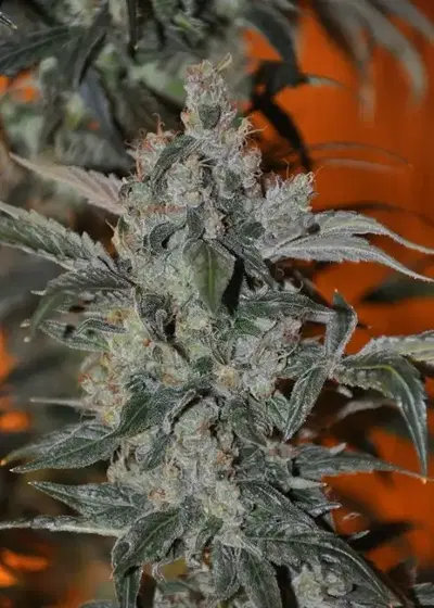 Merlot OG aka Grape Valley Kush by Moxie 710, Photoperiod cannabis strain