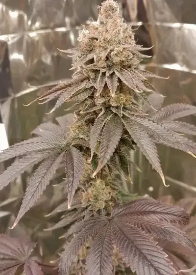 Mermelada by Black Tuna Seeds, Photoperiod cannabis strain