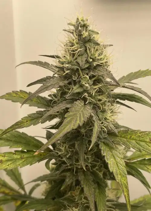 Methane by Gnome Automatics, Autoflower cannabis strain