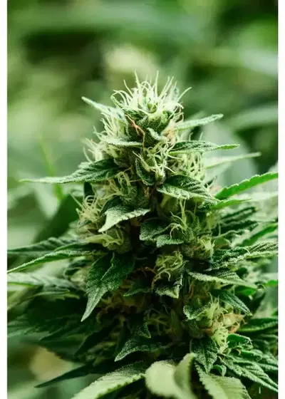 Mexican Candy by Super Strains, Photoperiod cannabis strain