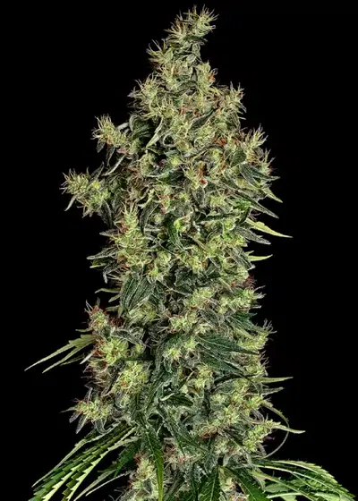 Mexican Haze by CBD Seeds, Photoperiod cannabis strain