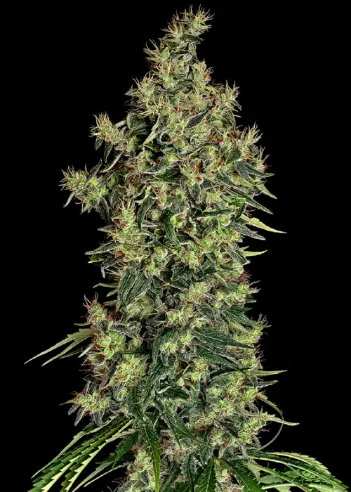 Mexican Haze by CBD Seeds, Photoperiod cannabis strain