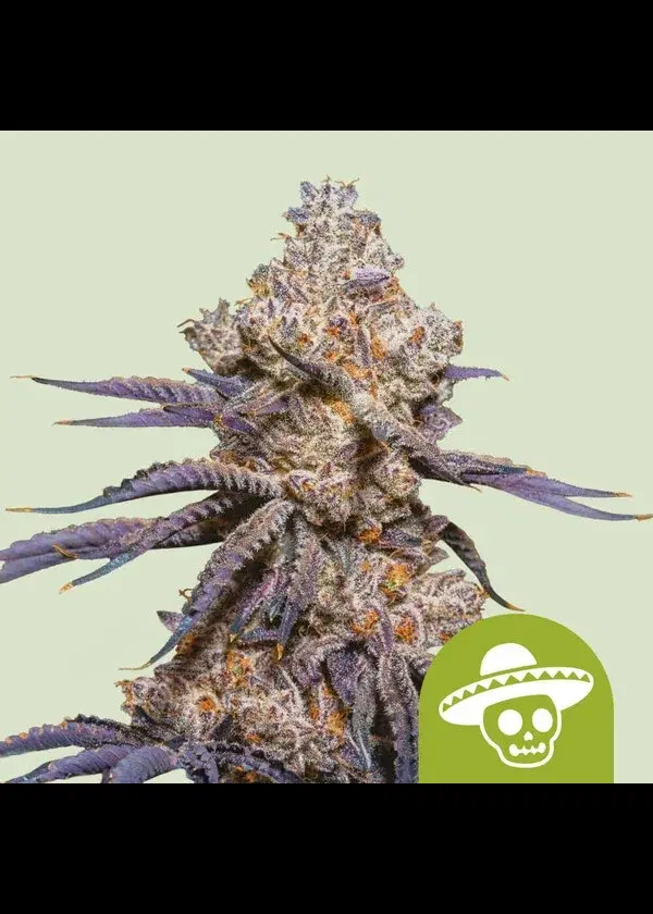 Mexican Rush Auto by Royal Queen Seeds, Autoflower cannabis strain